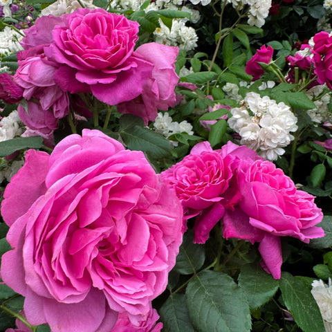 Pink double rose blooms with layered petals and green leaves