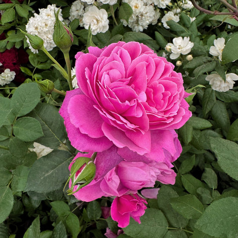 Pink rose bloom with buds among white flowers and green leaves