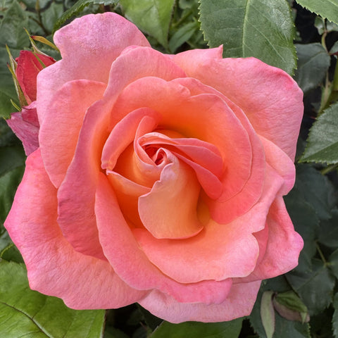 Pink and orange rose bloom with layered petals and green leaves