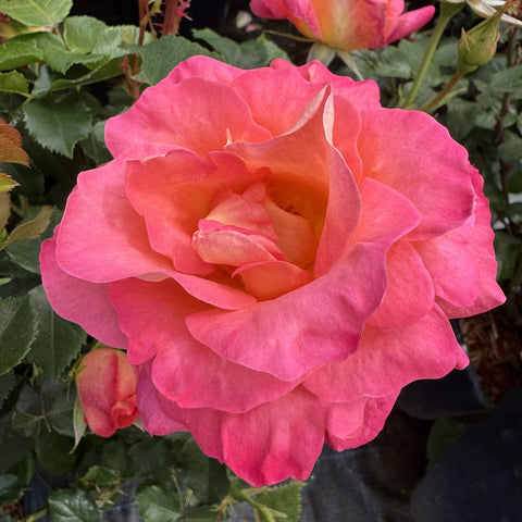 Hot pink rose bloom with ruffled petals and green foliage
