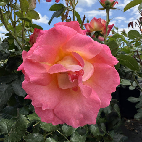 Pink rose flower with pale yellow center and green leaves