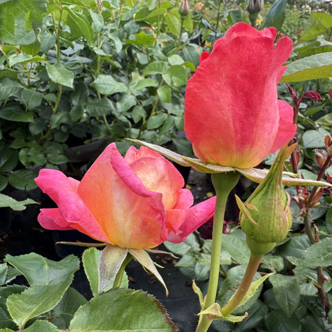 Pink rose bud and blooms with green stems and leaves