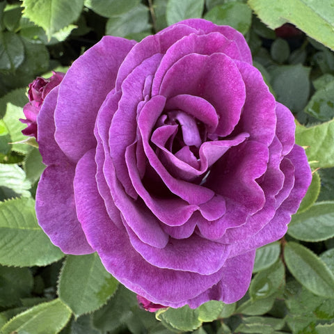 Purple rose bloom with layered petals and curled center, surrounded by green leaves