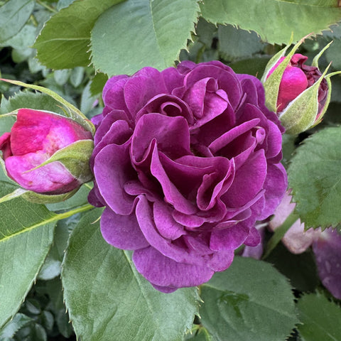 Deep purple rose bloom on a stem with buds and green foliage around it