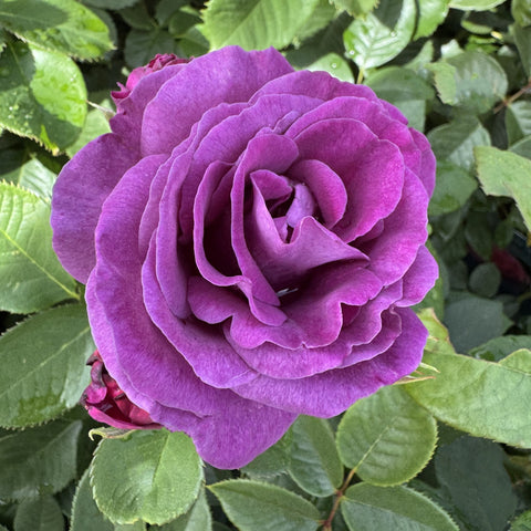 Purple rose flower close-up with tightly layered petals and dark center