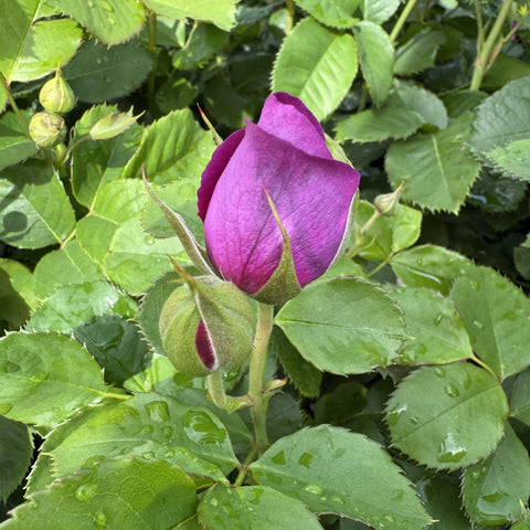 Purple rose bud among green leaves and several unopened buds