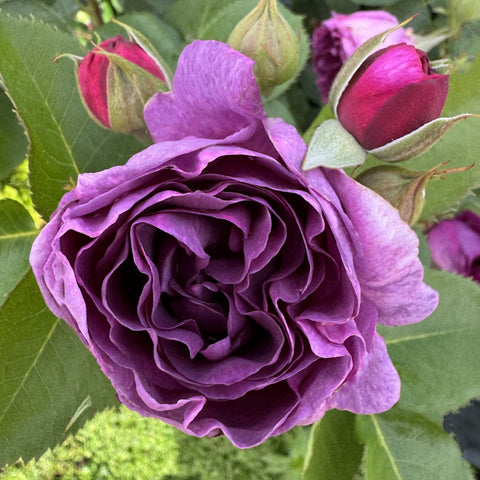 Violet-purple rose bloom with layered petals and tight center, with surrounding buds