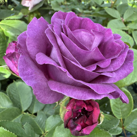 Large purple rose flower with layered petals and small rose buds nearby