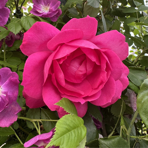 Bright pink rose blossom with layered petals and green leaves on the plant