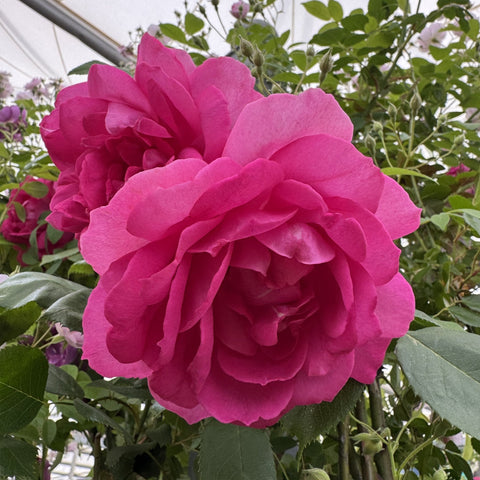 Magenta pink rose bloom with ruffled, layered petals and surrounding green foliage