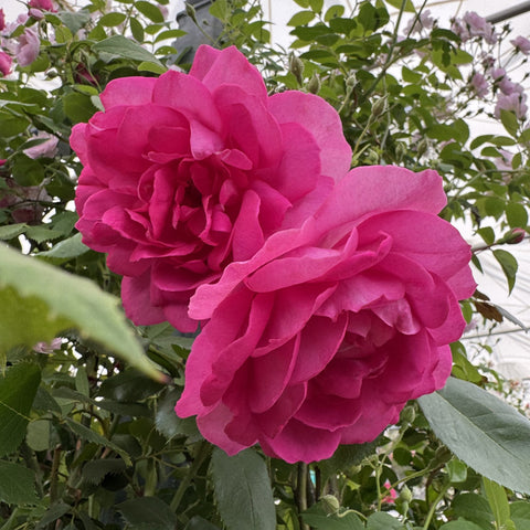 Hot pink double rose flower with layered petals and broad green leaves on stems