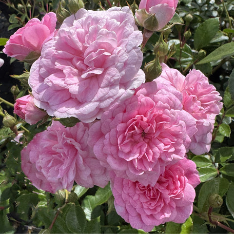 Pink rose blossoms with ruffled petals and green buds on a rose plant