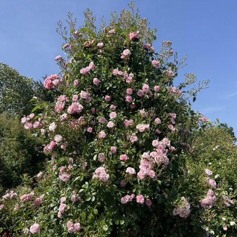 Pink flowering rose plant with many blooms and leafy green stems outdoors