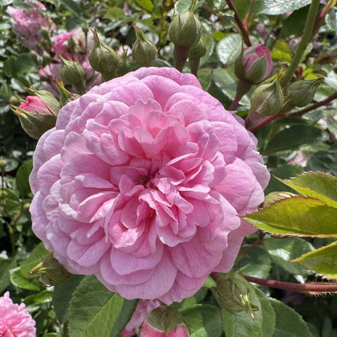 Single pale pink rose bloom with textured petals and surrounding green buds
