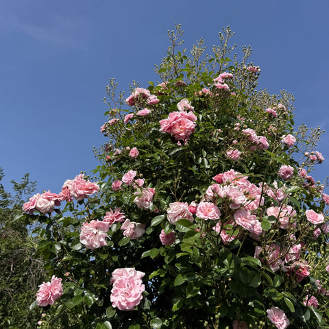Tall rose shrub covered in pale pink blooms and green foliage with buds