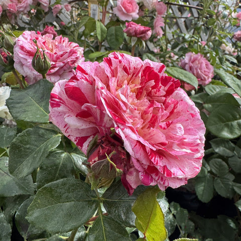 Pink and red striped rose bloom with green leaves on a rose plant