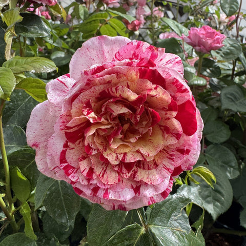 Large pink rose flower with red speckling and ruffled petals, surrounded by green leaves