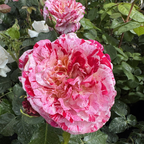 Pink and red ruffled rose bloom with green foliage and a nearby rose bud