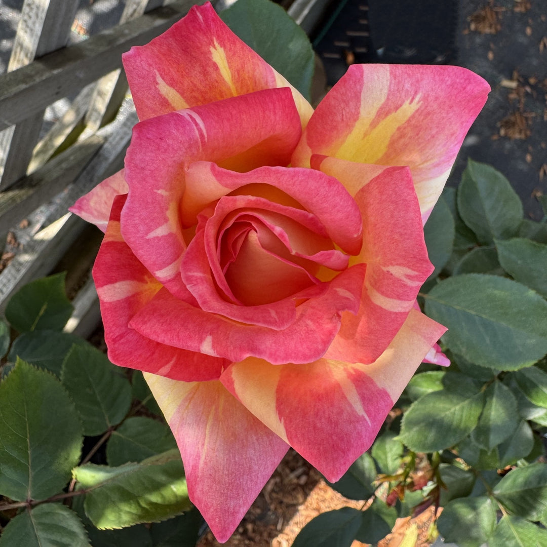 Harry Wheatcroft – Peter Beales Roses