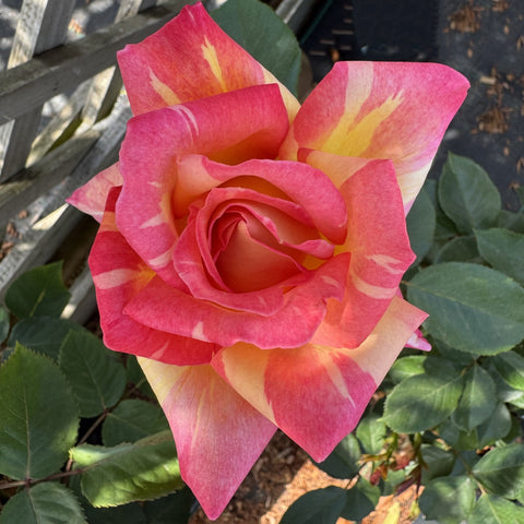 Pink and yellow striped rose bloom with layered petals and green leaves