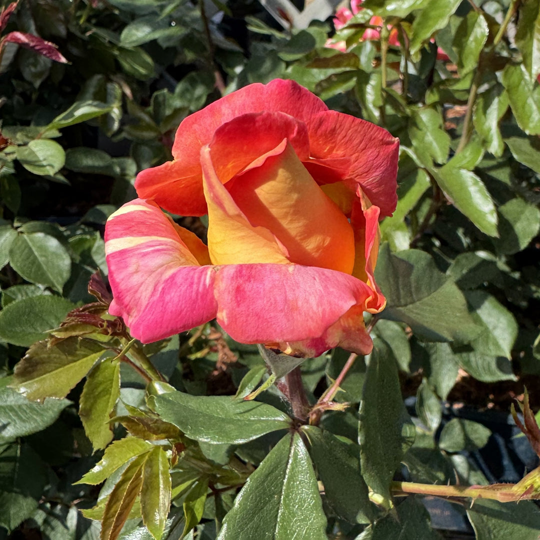 Harry Wheatcroft – Peter Beales Roses
