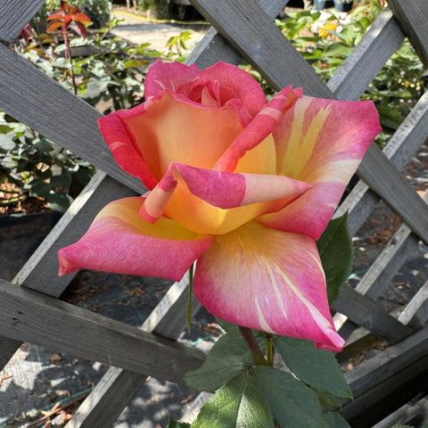 Pink and yellow striped rose flower with layered petals and green foliage