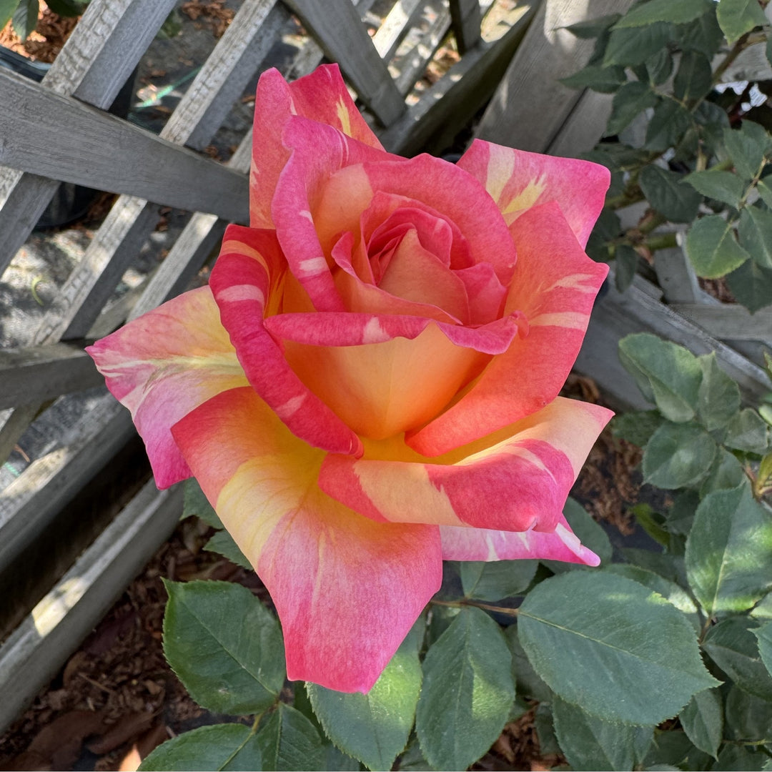 Harry Wheatcroft – Peter Beales Roses