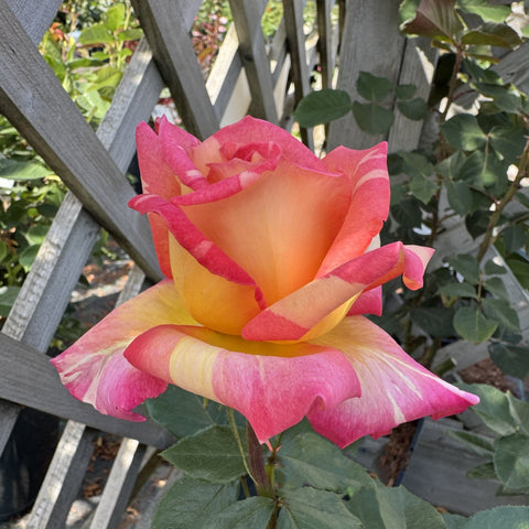Pink and yellow striped rose blossom with broad petals among green leaves