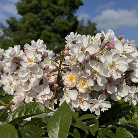Flowering rose shrub with clustered white double blooms and green leaves