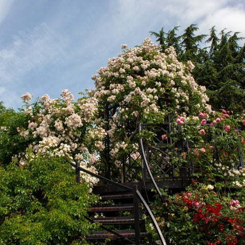 Flowering rose shrub with abundant white blossoms and green foliage on an arched frame