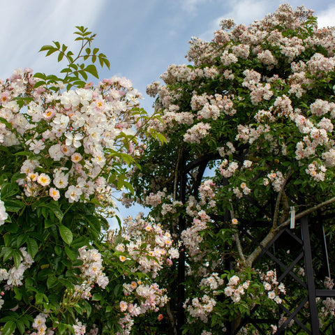 Flowering rose shrub with many white and light pink blossoms covering arching branches