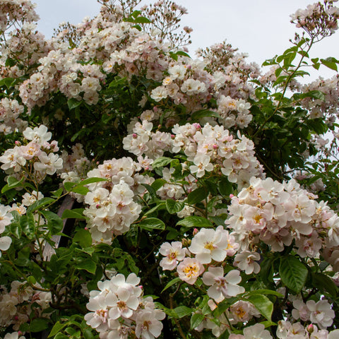 Flowering rose shrub with dense white blossoms and glossy green leaves