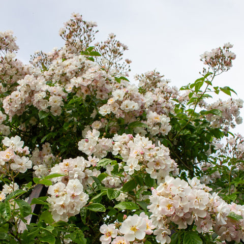 Flowering rose shrub with cream-white blooms and pale pink flower buds