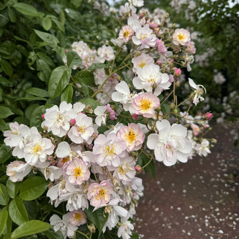 Flowering rose shrub with white and pink-tinted blooms and bright green leaves