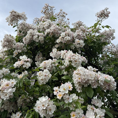 Flowering rose shrub with clusters of white blooms on dark branches