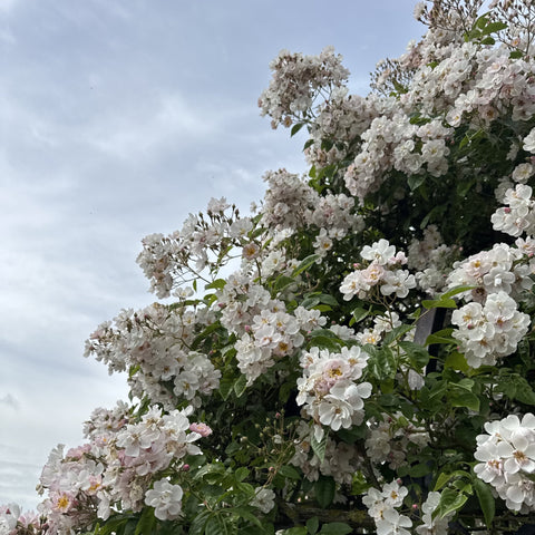 Flowering rose shrub with white blooms along upward-reaching branches
