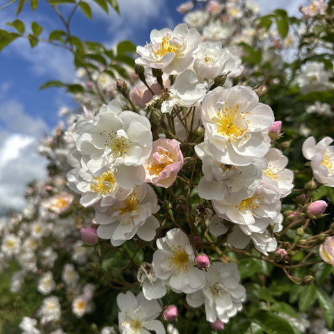 Flowering rose shrub with white blooms, pale pink buds, and glossy green leaves