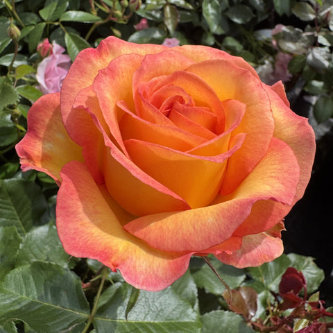 Orange and pink rose bloom with layered petals, surrounded by green leaves
