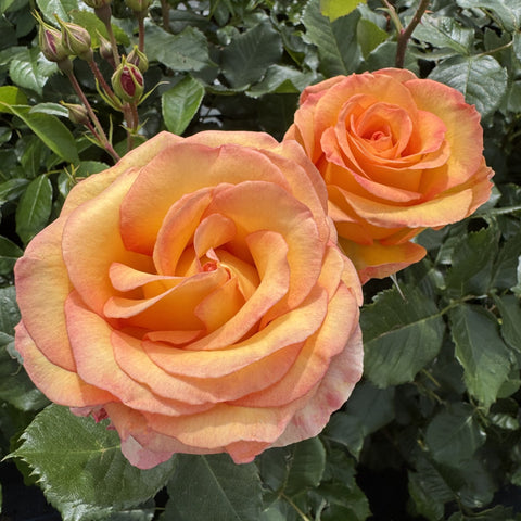 Two peach-orange rose blooms with layered petals on green leafy shrub