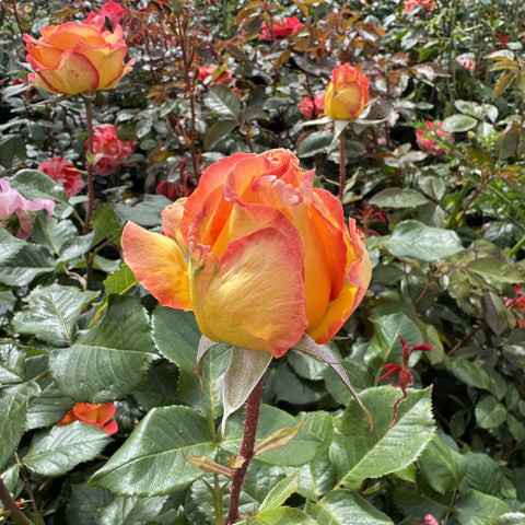 Orange rose bloom with layered petals on dark green leaves and flower buds
