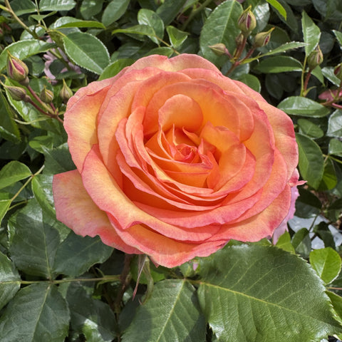Large peach rose flower with layered petals on glossy green leaves