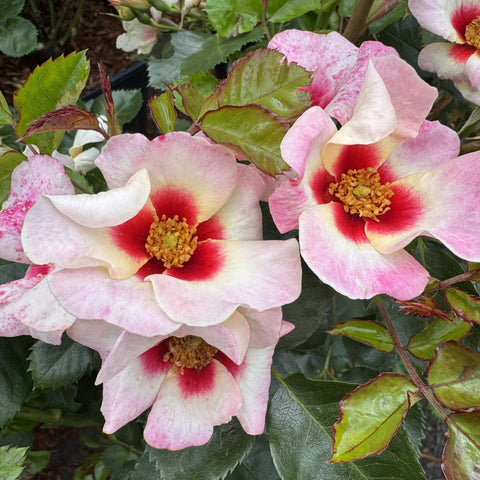 Pink and white rose flowers with red centers, green leaves