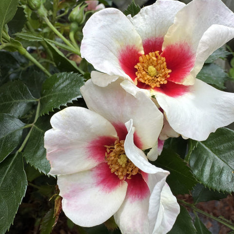 White rose flowers with red centers and curled petals, green foliage