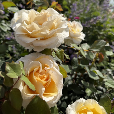 La Madeleine rose flowers, creamy white petals with golden centers and green leaves