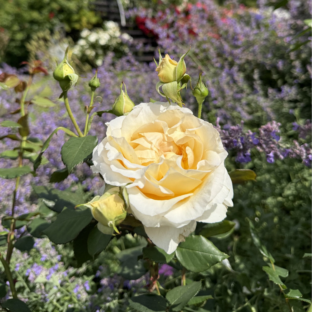 La Madeleine – Peter Beales Roses