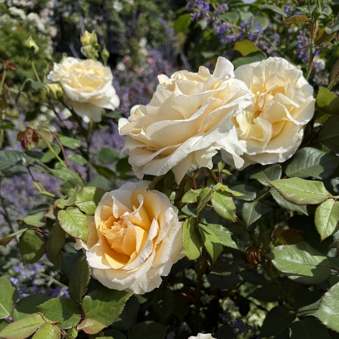 La Madeleine – Peter Beales Roses