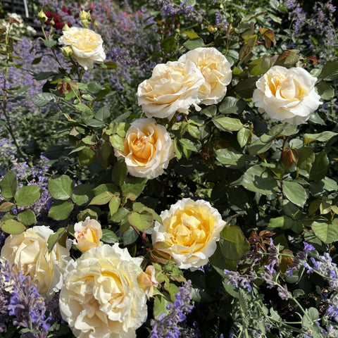 La Madeleine rose bed with cream blossoms and golden centers on leafy stems