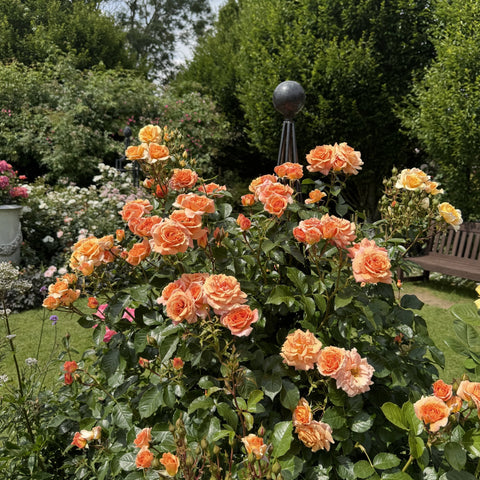 Orange-peach rose bush with multiple blooms and dense dark green foliage