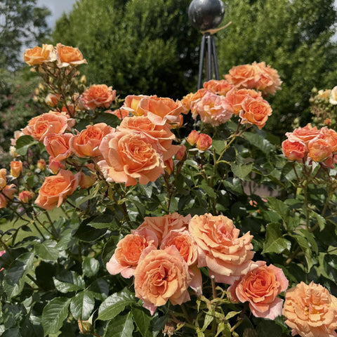 Orange-peach rose blooms with dark green leaves on a rose bush