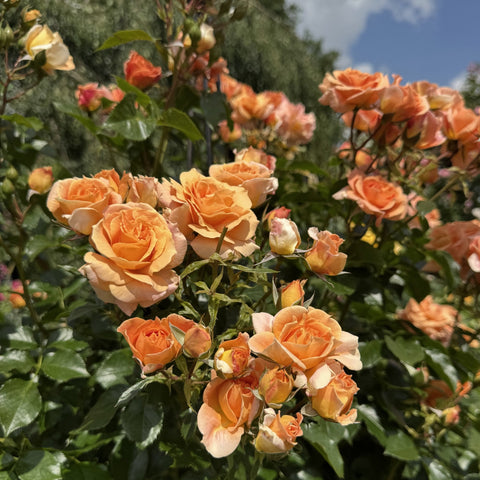 Cluster of peach-orange roses with layered petals and dark green leaves
